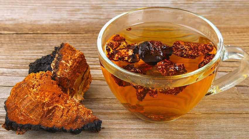 Consumo del hongo chaga
